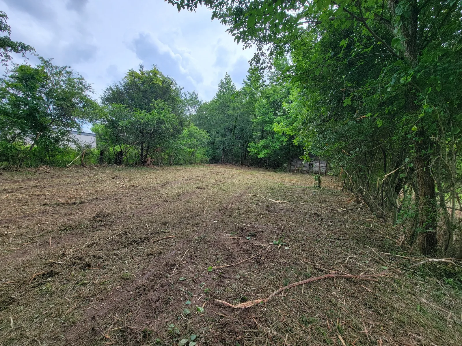 Pasture after forestry mulching, brush and cedars ground to a mulch layer